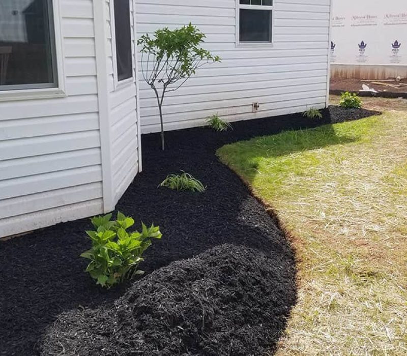 white home mulching with small plants