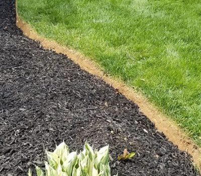 mulch and mowed area with plant