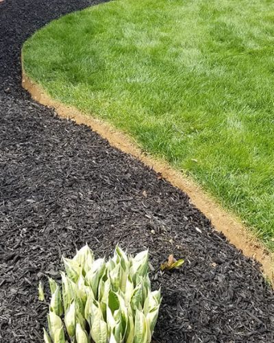 mulch and mowed area with plant