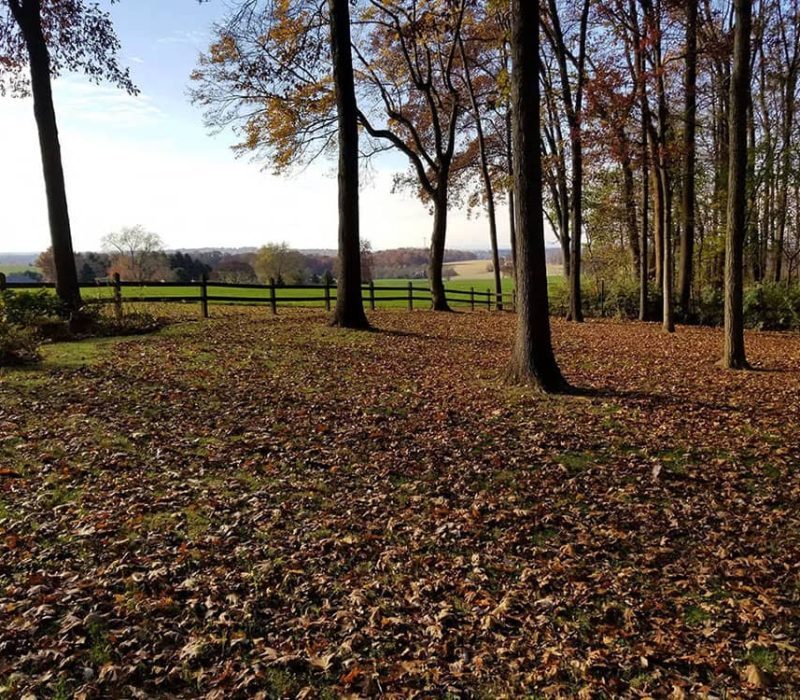 open area with leaves and trees before cleanup