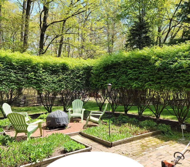 sitting area with nicely cut shrub trees and chairs